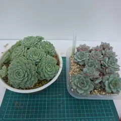 noko様 検討品 杏＆豊後梅 各500g - メルカリ