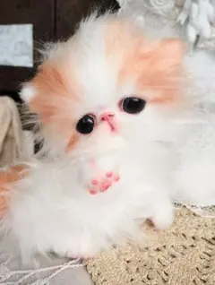 タレ目ちゃん♡エキゾチックロングヘア♡子猫♡アートドール♡ぬいぐるみ♡のサムネイル
