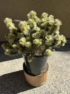 2026年最新】フィリカ プベッセンスの人気アイテム - メルカリ