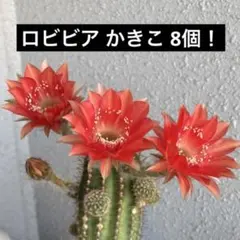 로비비아 굴 버섯, 10개, 선인장
