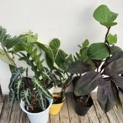 R*-様 観葉植物6種類セットのサムネイル