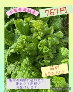 もこたん様専用　南房総産菜花　菜の花