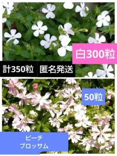アジサイ ウェディングドレス 抜き 第4種発送 - メルカリ
