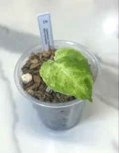 2025年最新】アンスリウム斑入りの人気アイテム - メルカリ