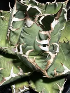 58 アガベ　チタノタ　覇王竜　美株　肉厚　ムチムチ　選抜　特選 アガベ チタノタ 覇王竜 HR-01 | アガベ専門店 モンスターハウス