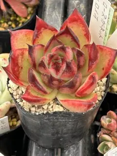 多肉植物 イザナミ 優木園さん苗 札なし - メルカリ