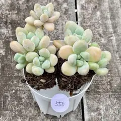 hiromin.chi様 リクエスト 3点 まとめ商品