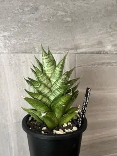 2025年最新】サンスベリア 希少の人気アイテム - メルカリ