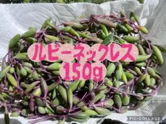ルビー ネックレス 150g 多肉植物　カット苗