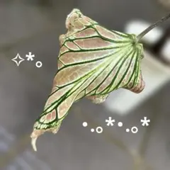 ︎✨️カラジウム・ピンクシンフォニー✨️抜き苗発送（メルカリ便）・.。*・.。*✨️のサムネイル