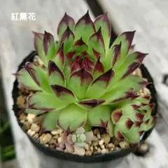 札落ち センペルビウム 抜き苗 根付き 多肉 寄せ植え - メルカリ