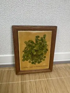 【美品】ヴィンテージ 陶器タイル 額装 ボタニカルアート クリーピングチャーリーのサムネイル