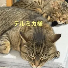 テルミカ様　リクエスト