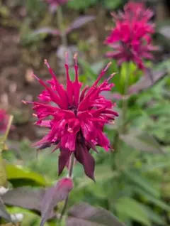 モナルダ　種50粒以上　花の種　花の苗　ベルガモット　濃いピンク色