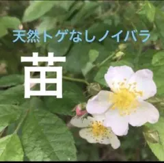 2026年最新】台木 バラの人気アイテム - メルカリ