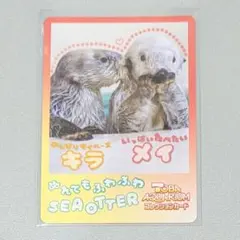 2026年最新】鳥羽水族館キラちゃんの人気アイテム - メルカリ
