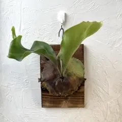 【ビカクシダ・ヒリー サタヒップ】ゆうゆうメルカリ便 ビカクシダ・ヒリー サタヒップ】ゆうゆうメルカリ便