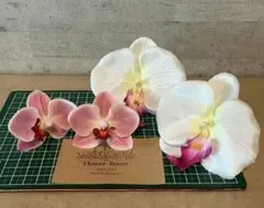 胡蝶蘭 ウェディング