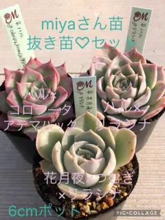 2025年最新】miya苗の人気アイテム - メルカリ