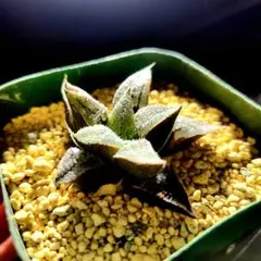 ささら様 リクエスト 2点 まとめ商品