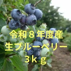 2026年物 農薬栽培期間中不使用 無肥料 自然堆肥 冷凍ブルーベリー 3kg 2026年物 農薬栽培期間中不使用 無肥料 自然堆肥 冷凍ブルーベリー 3kg
