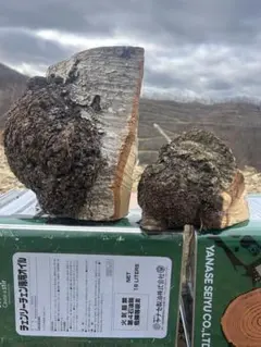 Item thumbnail for item 93072ff3-bea0-4536-973d-bb2f977e1297