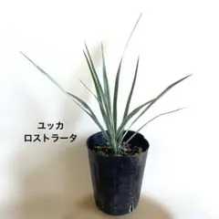 2026年最新】Yuccaの人気アイテム - メルカリ