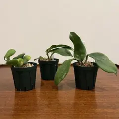 新着 レア 原種 ホヤ ディーケアエ サクララン 鉢花 - メルカリ