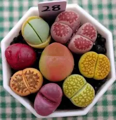 多肉植物リトープス/コノフィツム 綾耀玉 入り カラフル セット 土付き