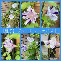 n*a様 特選大株‼️ボルシギアナ&デリシオーサミックスフルミント❣️トップ側‼ 2026年最新】ボルシギアナ ミントの人気アイテム - メルカリ