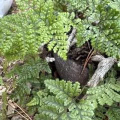 やまだ様 リクエスト 2点 まとめ商品