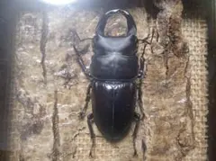 2026年最新】オオクワガタ標本の人気アイテム - メルカリ