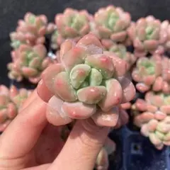 D0079　ローシン　16苗　多肉植物　土と根付き エケベリア 韓国苗のサムネイル