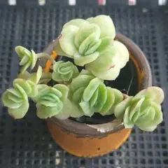 ❤️専用❤️✨メルカリ便✨❤️ラブリーローズ錦❤️        抜き苗⑤大特価セール♪ 2025年最新】ラブリーローズ錦の人気アイテム - メルカリ