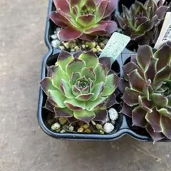 モアハニーブルーホリズン センペルビウム 多肉植物 - メルカリ