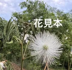 2026年最新】合歓の花の人気アイテム - メルカリ