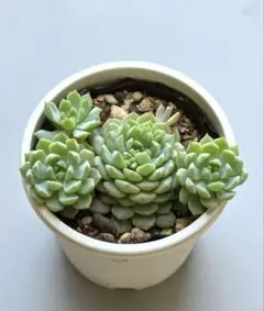 エケベリア ビンセントカトー 抜き苗 多肉植物 - メルカリ