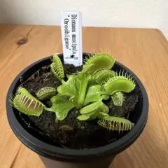 ハエトリソウ ダブル ケルベロス CK 食虫植物 - メルカリ