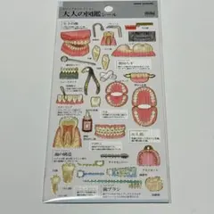 大人の図鑑シール　歯編