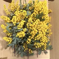 訳あり品　ミモザ　銀葉アカシア