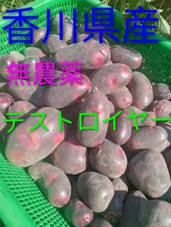 湯どうふ様専用！長崎県産デストロイヤーじゃがいも20㎏ - メルカリ