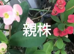 ハナキリン抜き苗 カット苗 花キリン 白 赤 ピンク ユーフォルビア多肉 挿し木