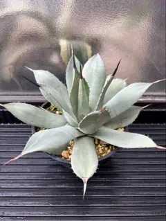 よしくん様 リクエスト 2点 まとめ商品