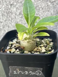 2025年最新】エブレネウムの人気アイテム - メルカリ