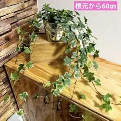 現品】レア♡斑入り♡シュガーパイン♡3号♡ポットごと宅急便