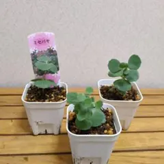 미세바야 모종 3종 세트