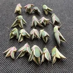 多肉植物 アガベ　チタノタ　スナグルトゥース 大子株 18株同梱のサムネイル