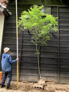 90 山採り　ヒサカキ 90 山採り ヒサカキ 【公式通販】
