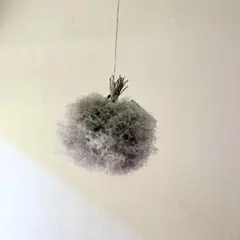 スモークツリーのフラワーボール カウベル スモークツリーのフラワーボール カウベル - メルカリ