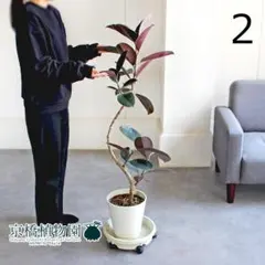 2026年最新】フィカスバーガンディの人気アイテム - メルカリ